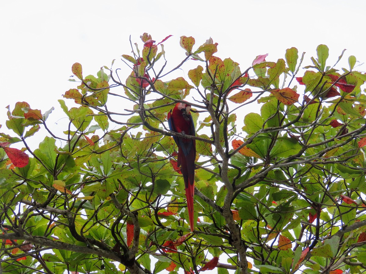 Scarlet Macaw - ML644714778
