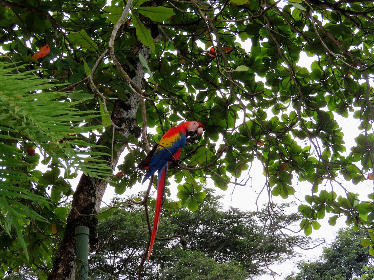 Scarlet Macaw - ML644714779