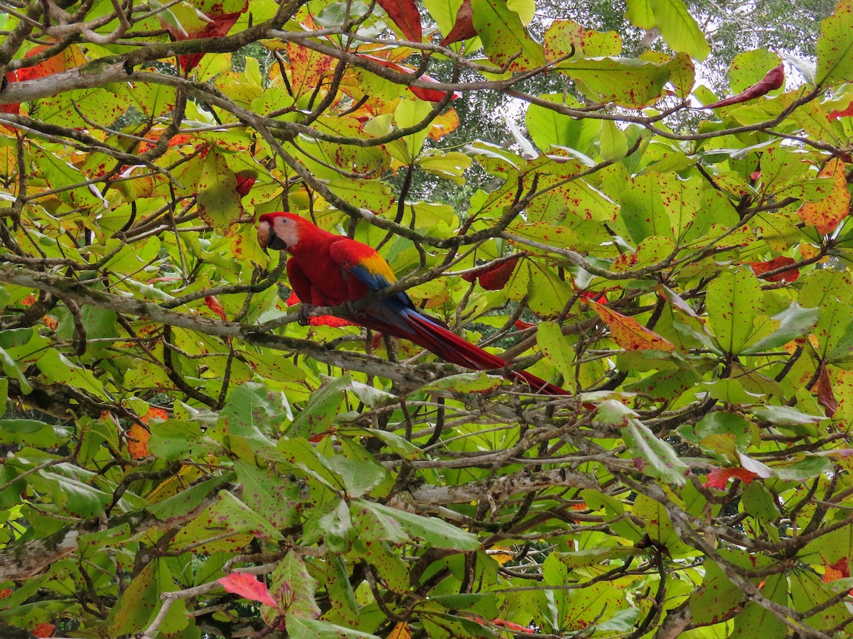 Scarlet Macaw - ML644714781