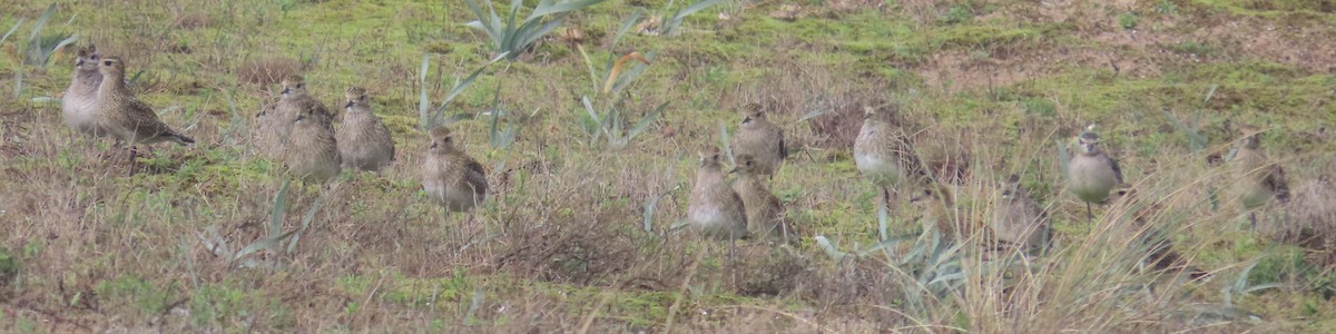 European Golden-Plover - ML644714785
