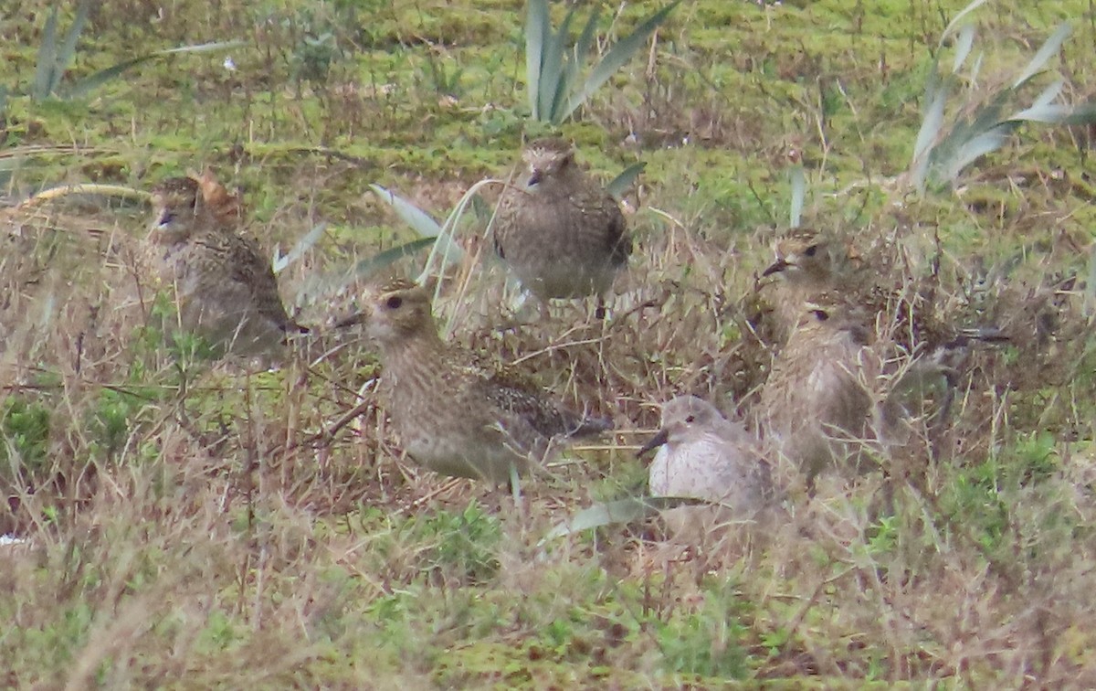 European Golden-Plover - ML644714789