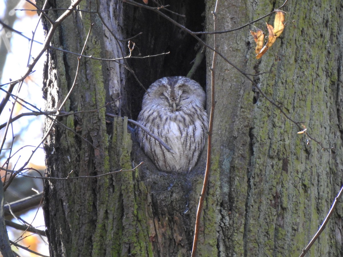 kattugle - ML644714793