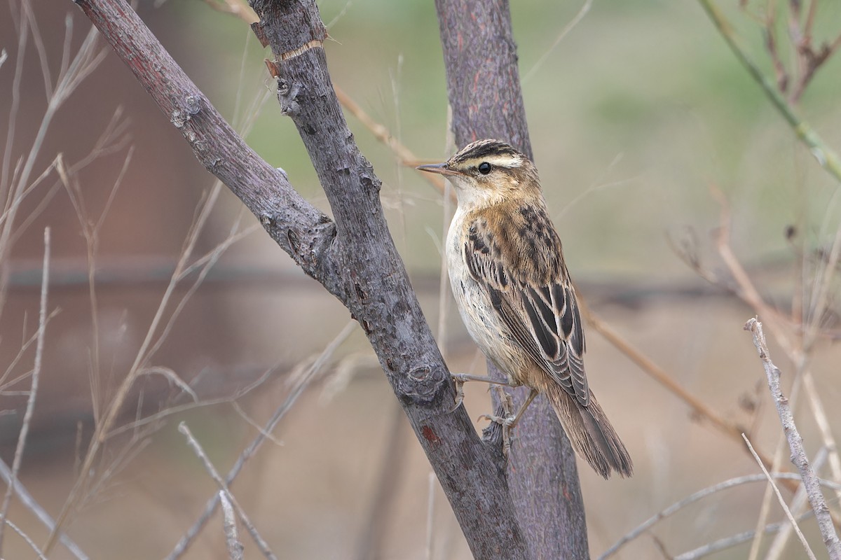 Sedge Warbler - ML644714798