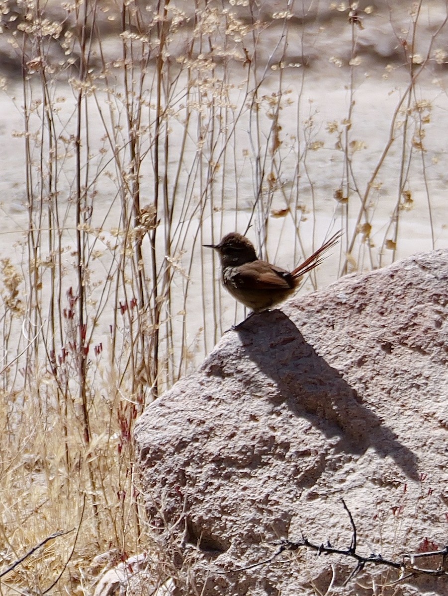 Сікора світлогорла - ML644714806