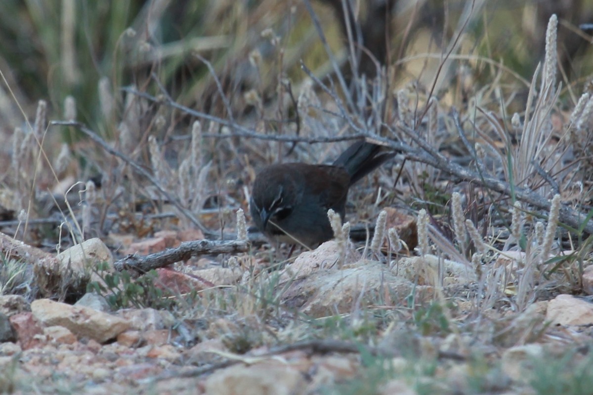 sonoraspurv - ML644714809