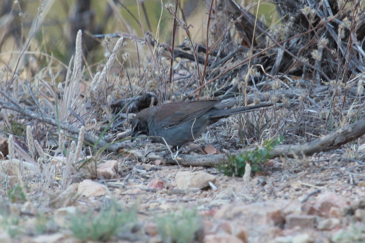 sonoraspurv - ML644714810