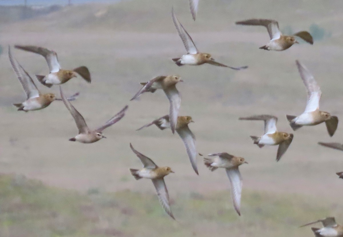 European Golden-Plover - ML644714819
