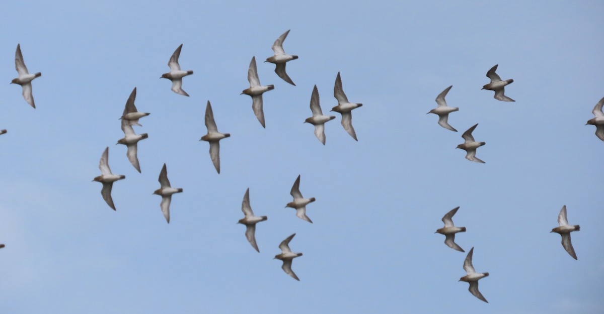 European Golden-Plover - ML644714834
