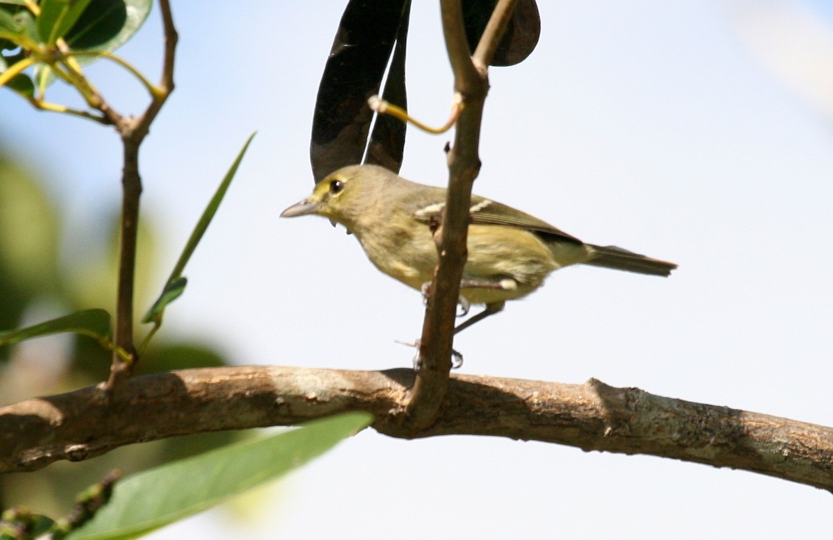 ハシブトモズモドキ - ML644714835