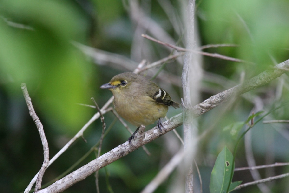 ハシブトモズモドキ - ML644714836