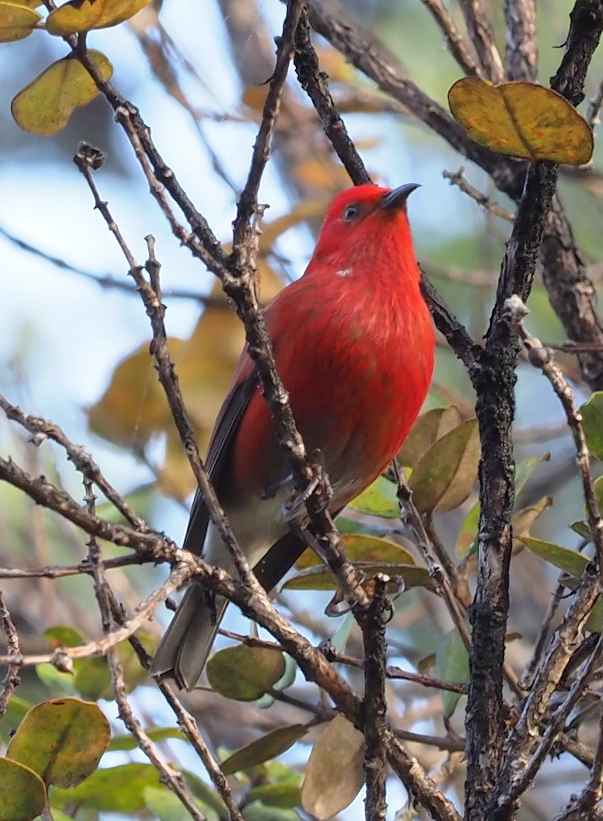 Apapane - ML644714840