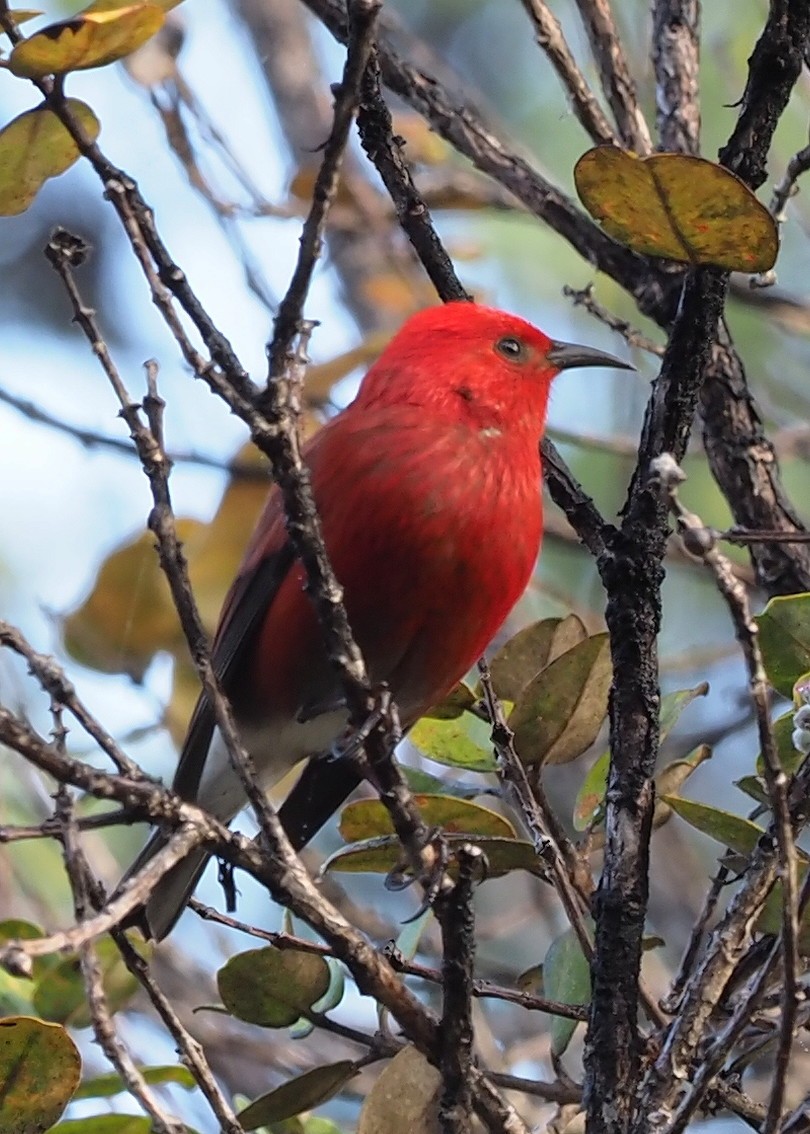 Apapane - ML644714841