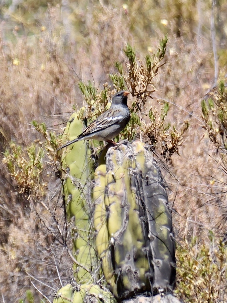 Mourning Sierra Finch - ML644714847