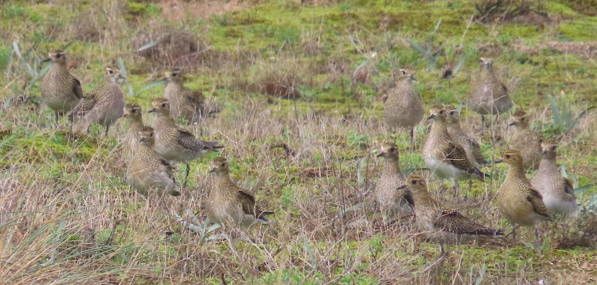 European Golden-Plover - ML644714851