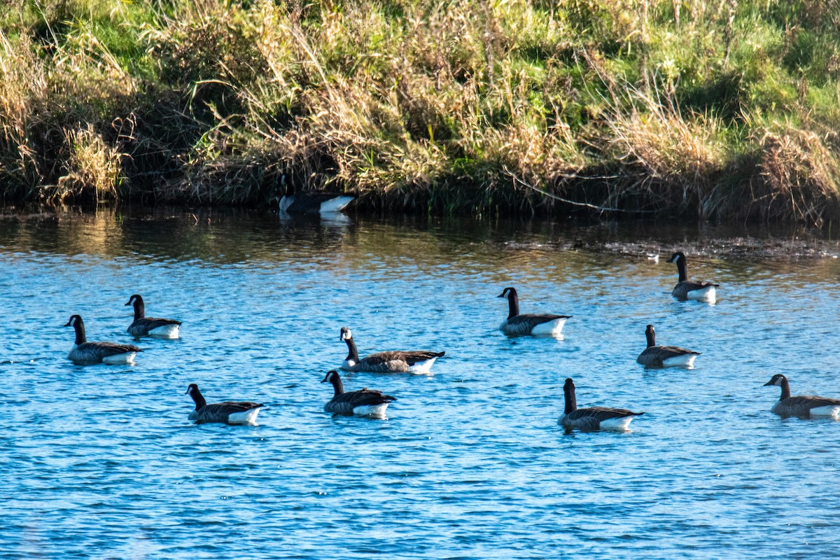 ברנטה קנדית - ML644714852