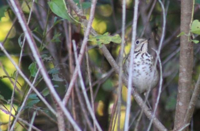 Hermit Thrush - ML644714853