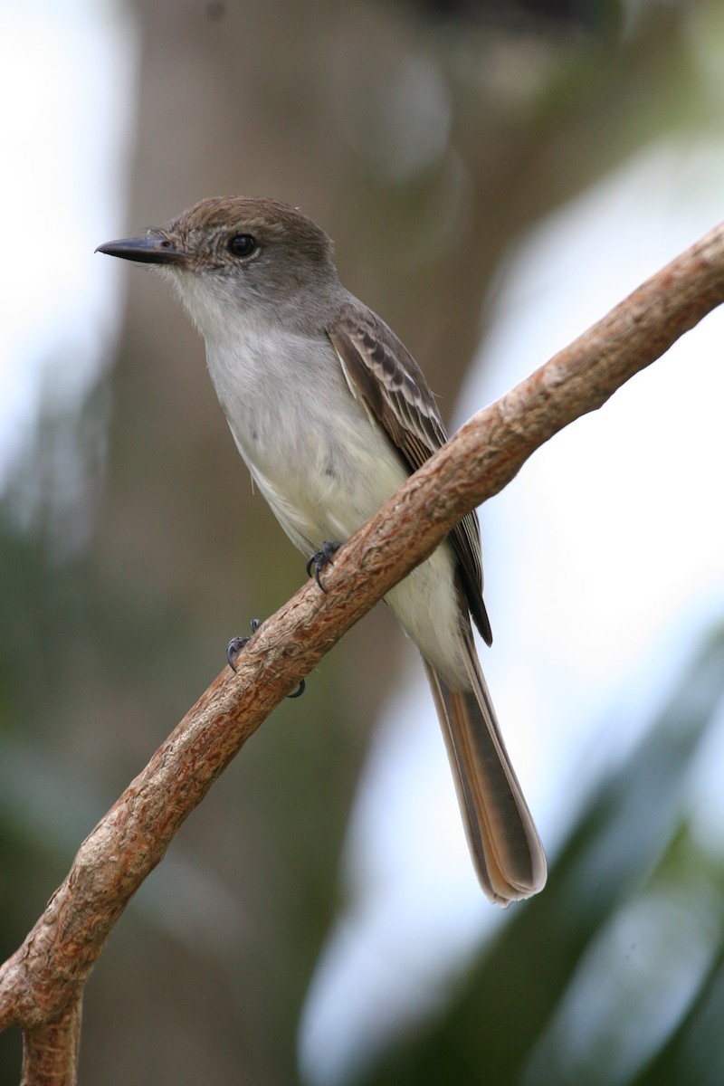 Копетон кубинський - ML644714855