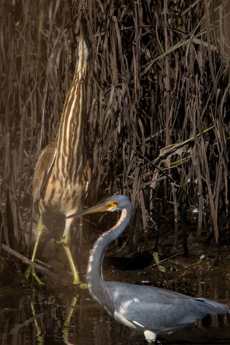 Amerika Balabanı - ML644714858