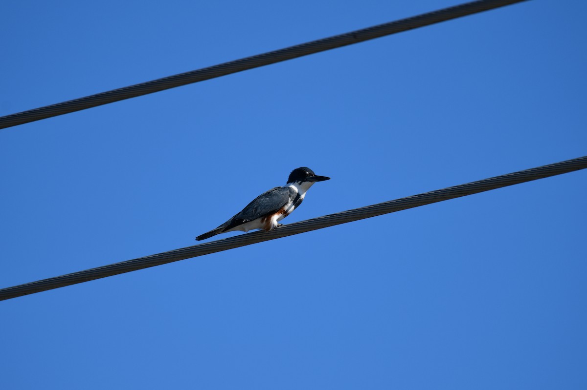 Рибалочка-чубань північний - ML644714859