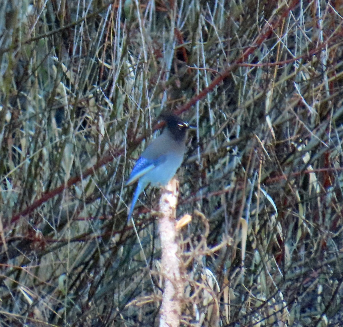 Steller Kargası - ML644714860