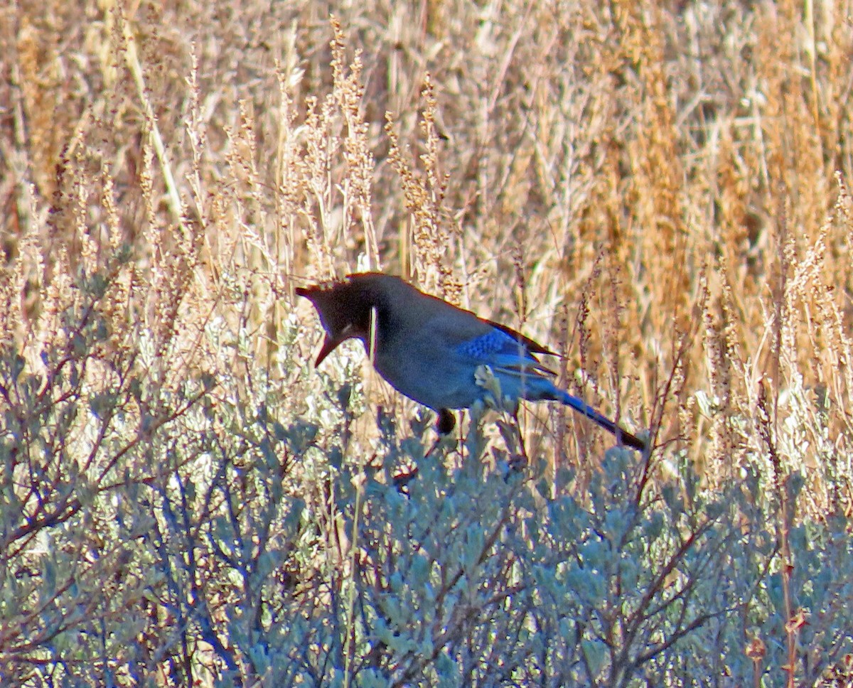 Steller Kargası - ML644714861