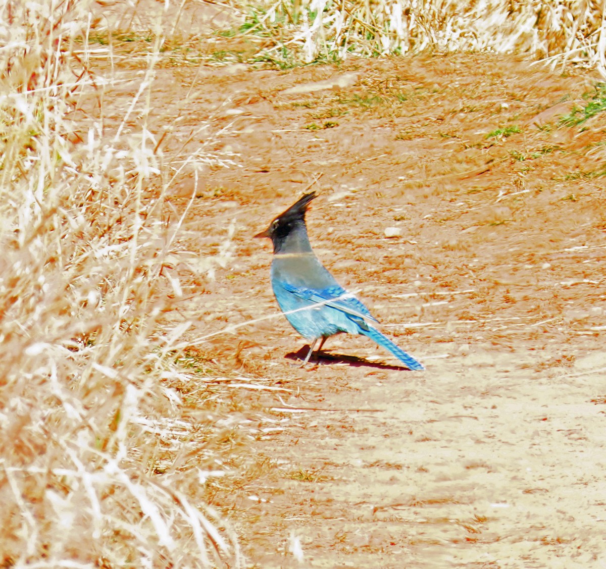 Steller Kargası - ML644714862