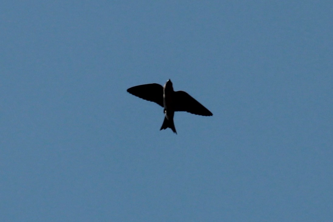 Purple Martin - ML644714863