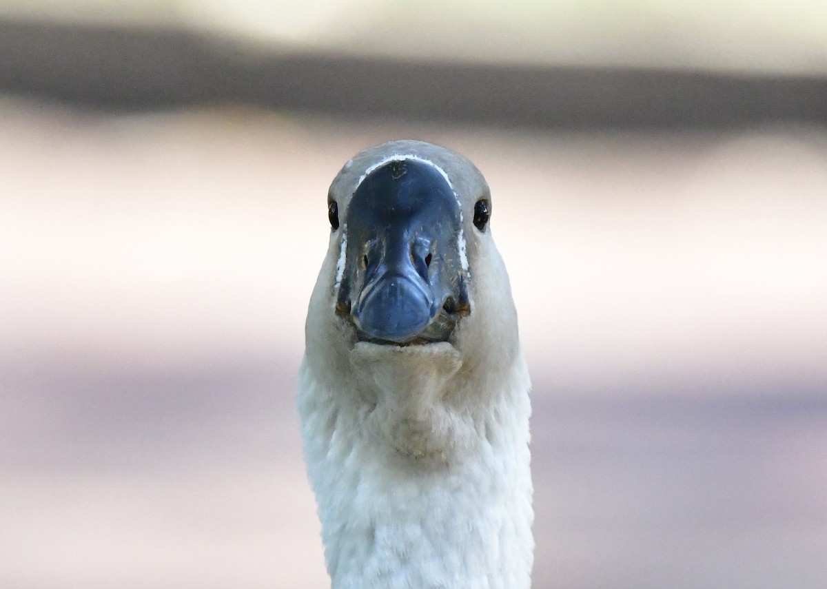 Ánsar Cisnal (variedad doméstica) - ML644714865