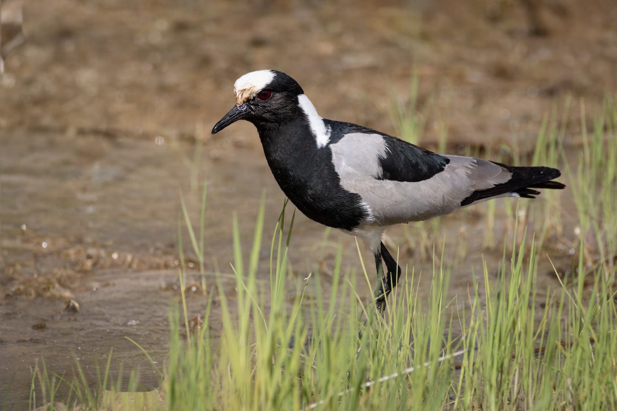 Чайка строката - ML644714868