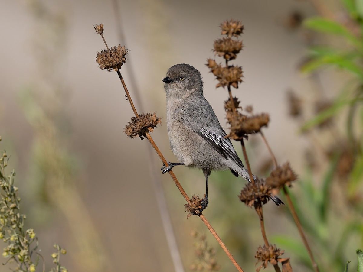 Ополовник американський [група minimus] - ML644714869