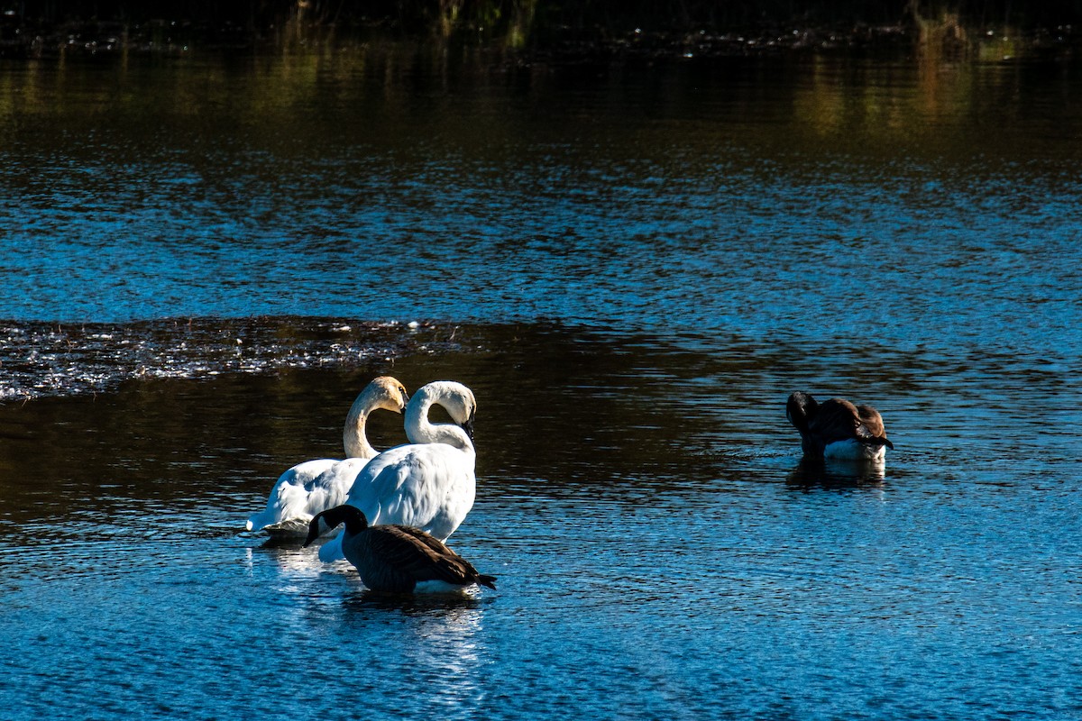 Лебідь-трубач - ML644714871