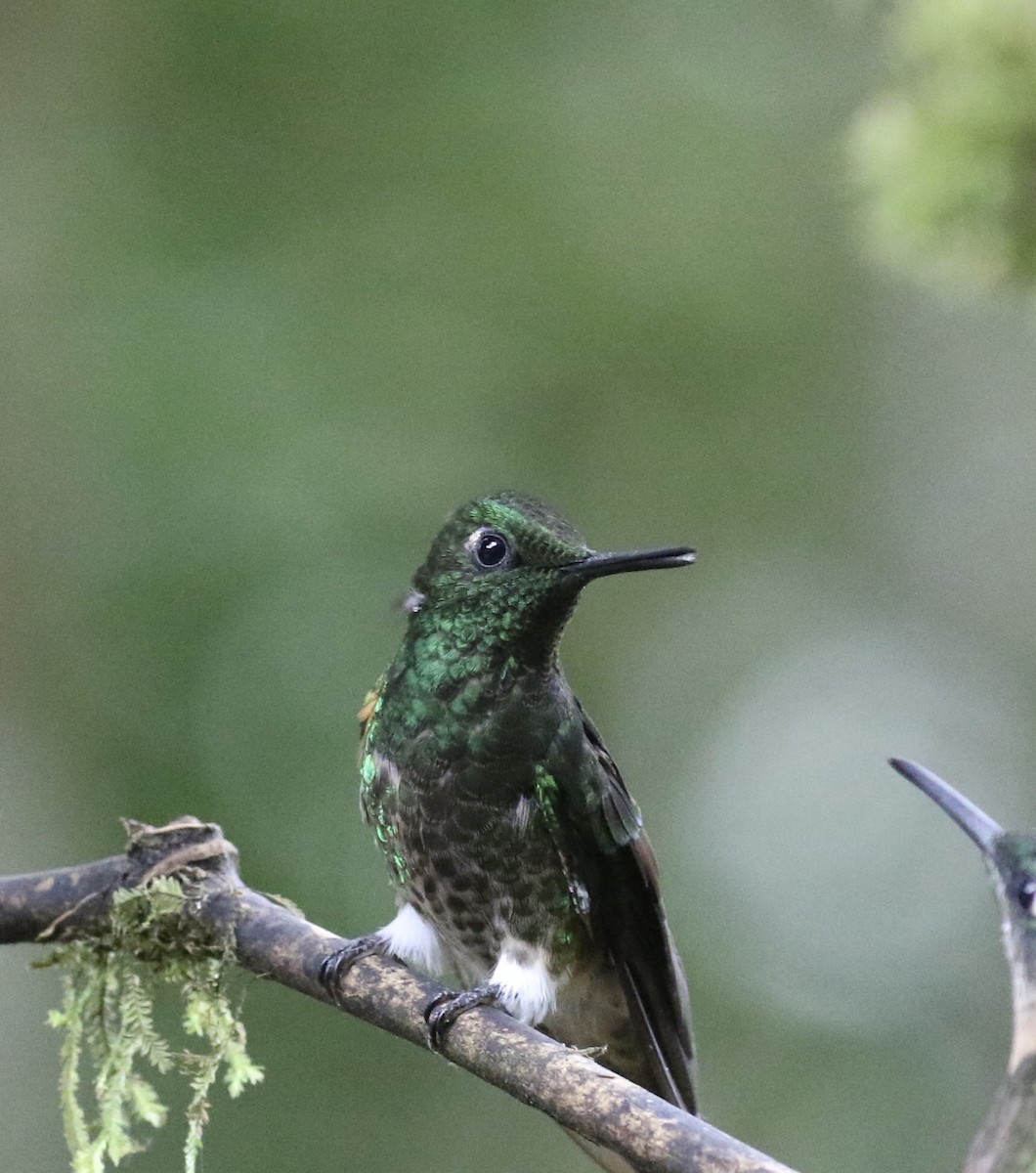 Колібрі-коронет зелений - ML644714873