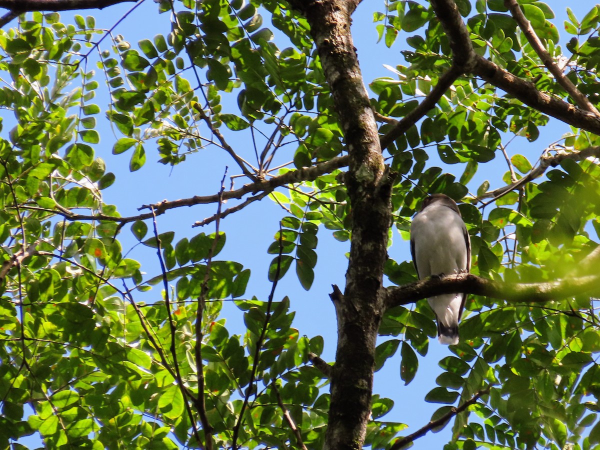 Бекарда маскова - ML644714881