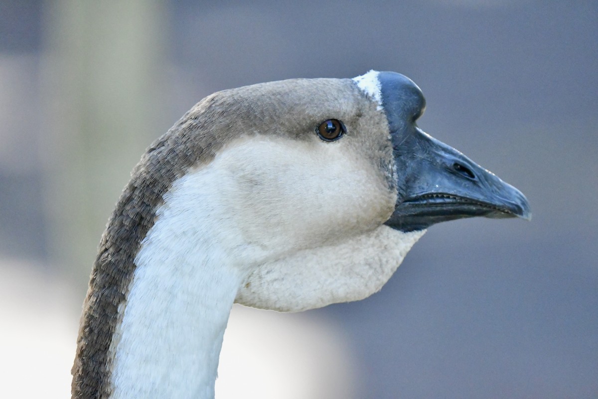 Гуска китайська (свійська) - ML644714883