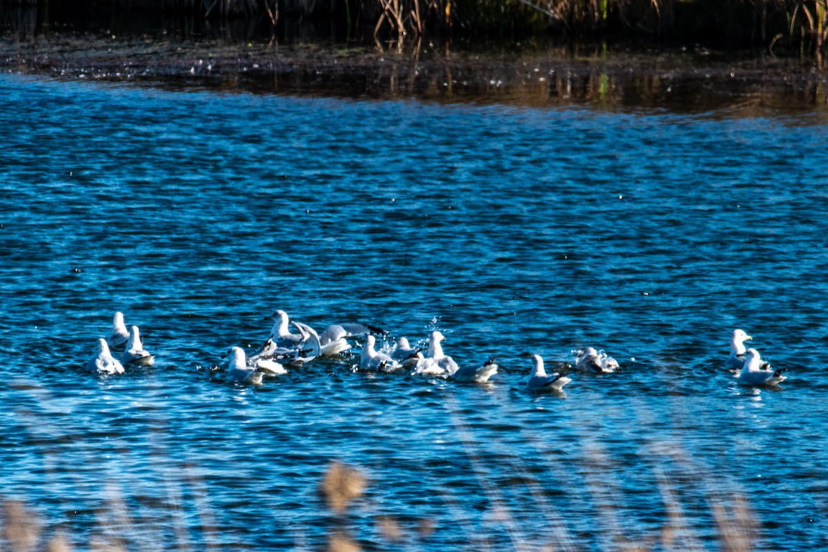 Мартин делаверський - ML644714885