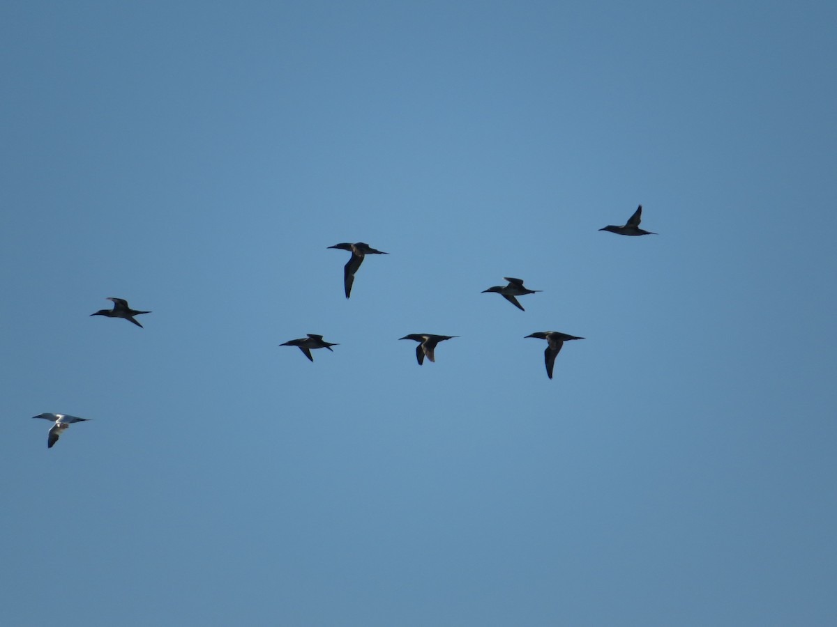 Сула атлантична - ML644714887