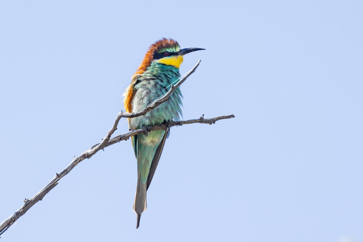 Бджолоїдка звичайна - ML644714888