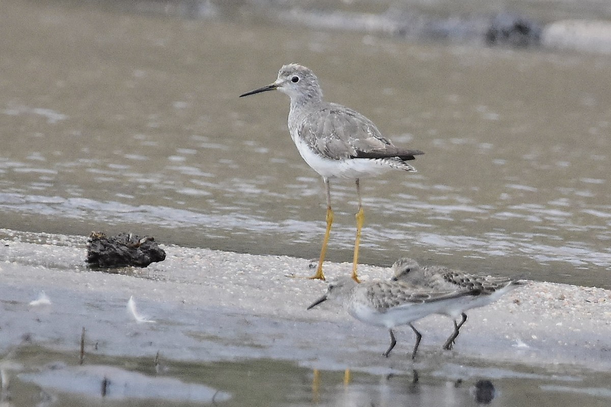 Коловодник жовтоногий - ML644714889