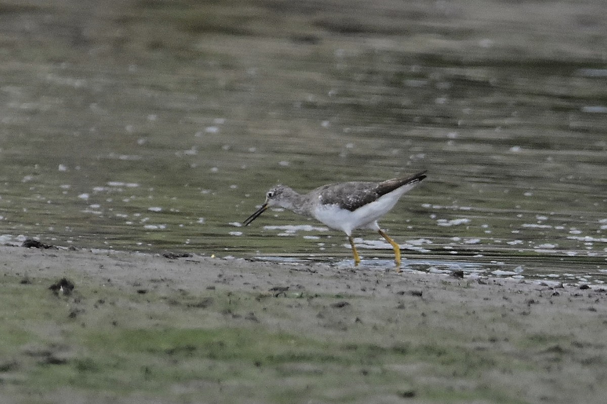 Коловодник жовтоногий - ML644714890