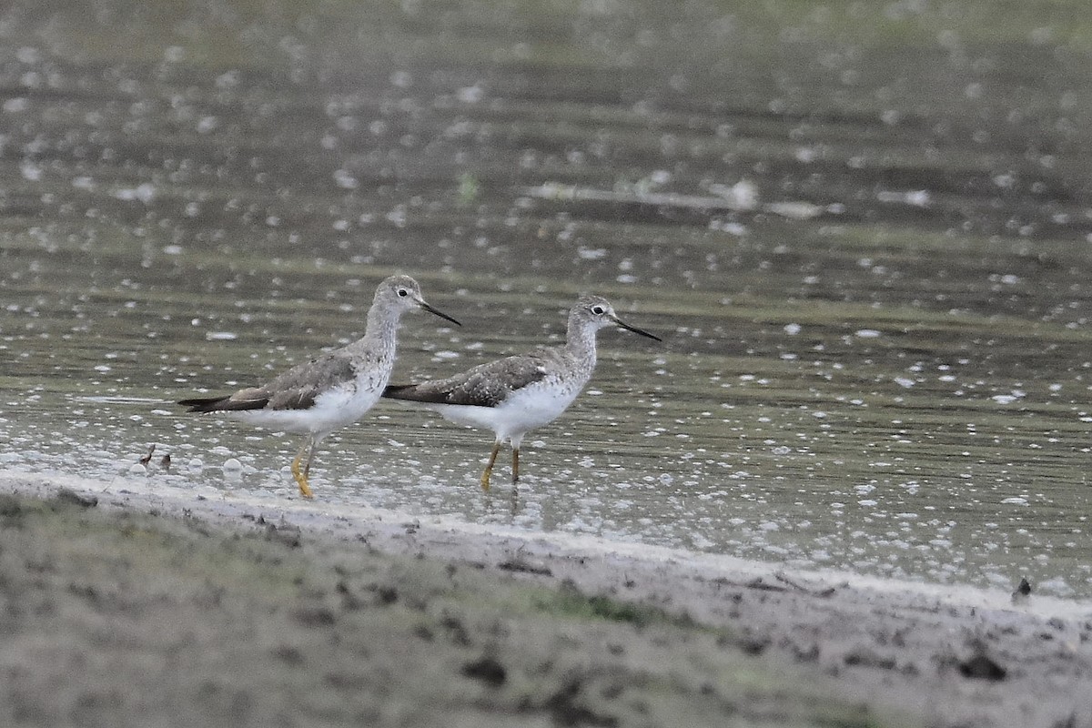 Коловодник жовтоногий - ML644714891