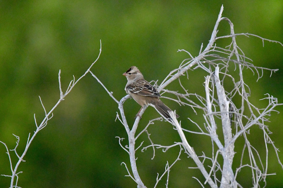 White-crowned Sparrow - ML644714894