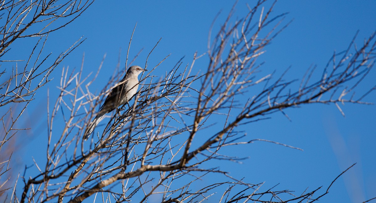 Пересмішник багатоголосий - ML644714900