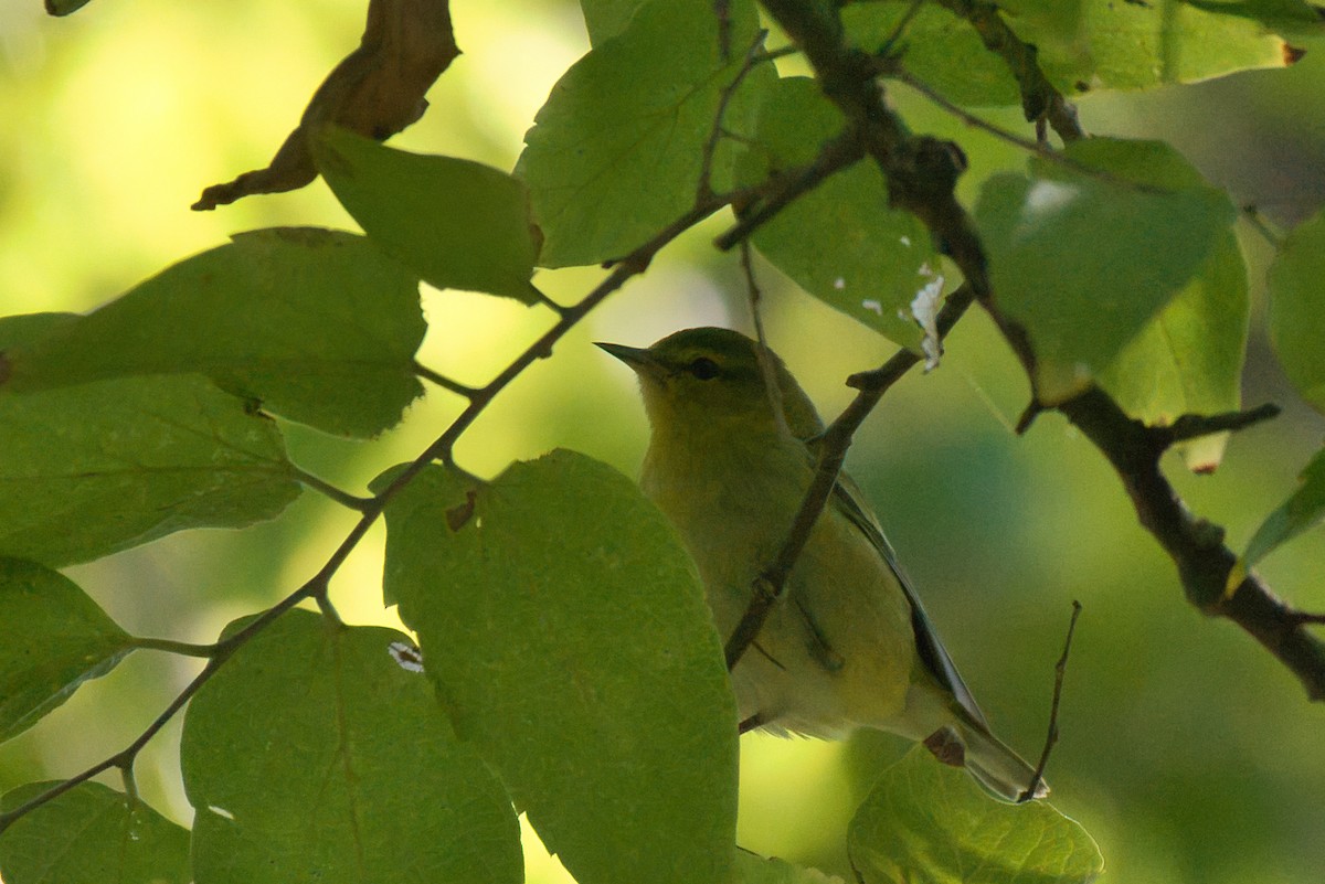 Червоїд світлобровий - ML644714901
