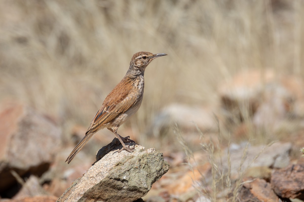 Жайворонок західний - ML644714902