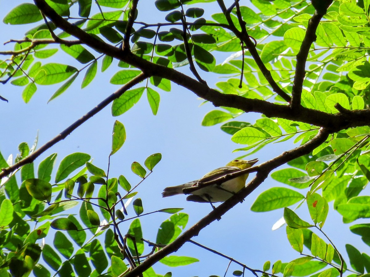 Віреон жовтогорлий - ML644714903