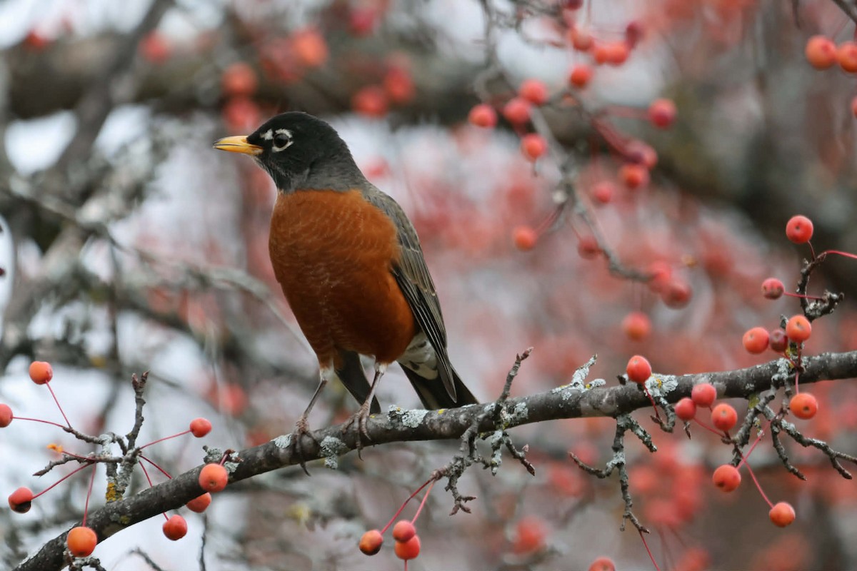 Дрізд мандрівний - ML644714904