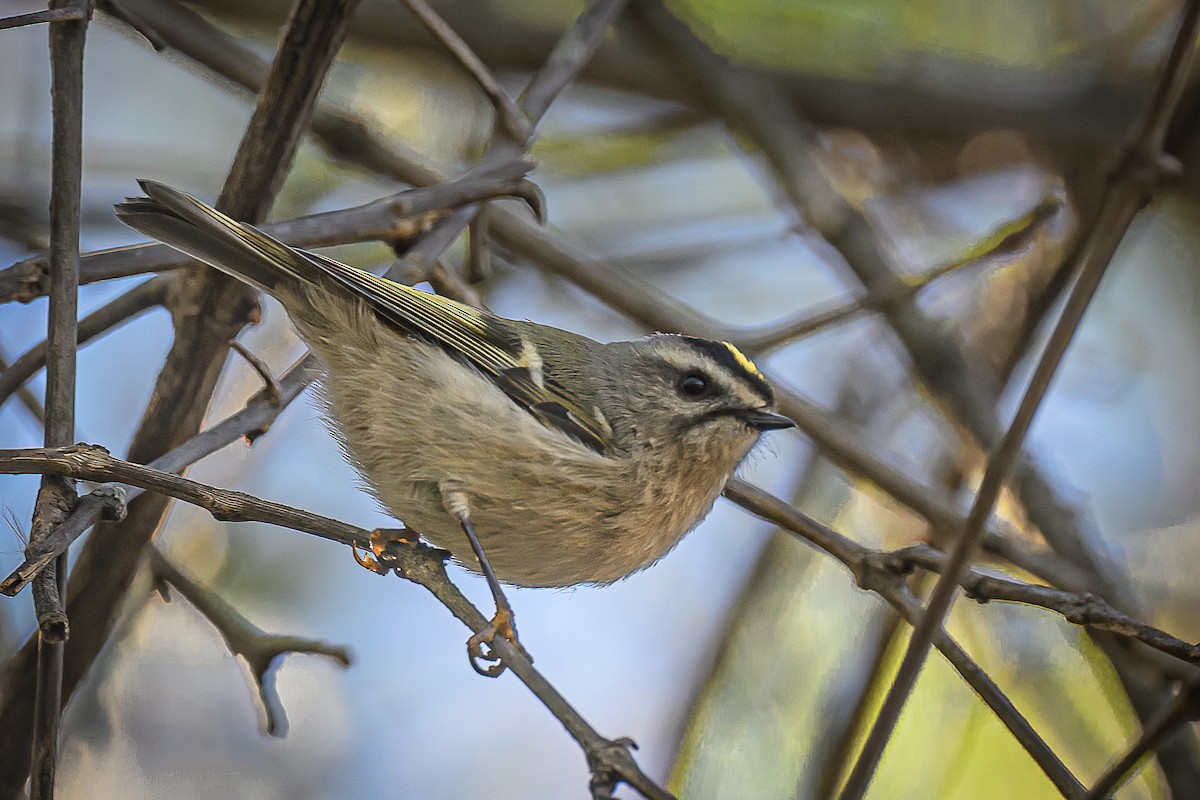 Золотомушка світлоброва - ML644714905