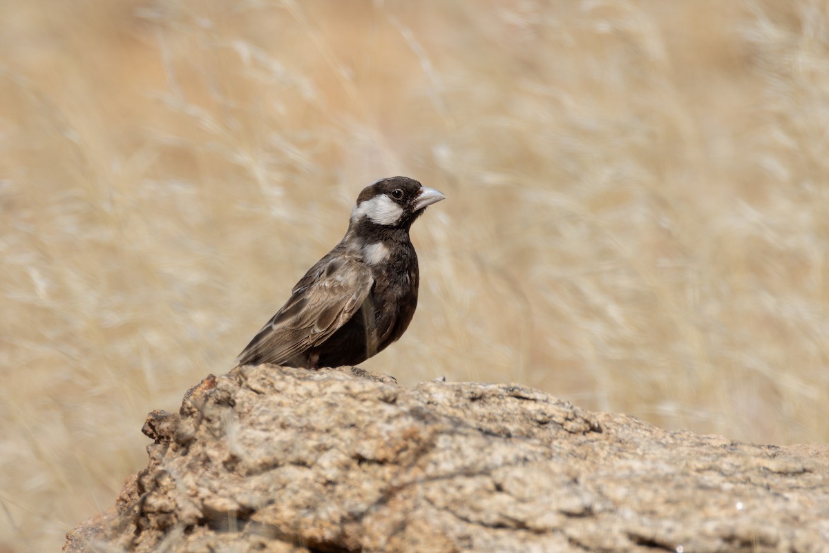 Жервінчик білошиїй - ML644714908