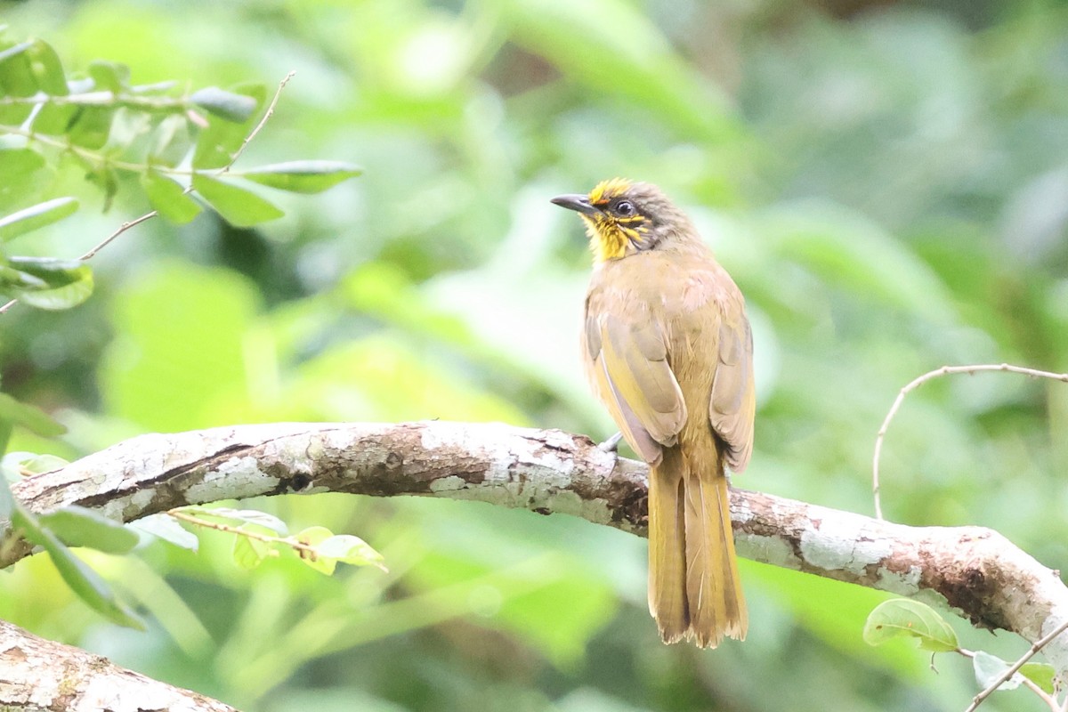 Бюльбюль золотогорлий - ML644714909