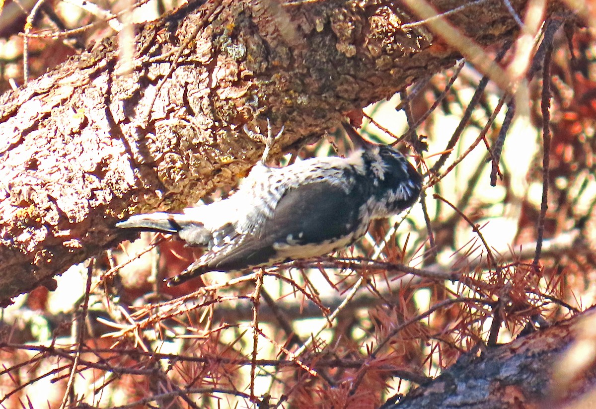 Amerika Üç Parmaklı Ağaçkakanı - ML644714917